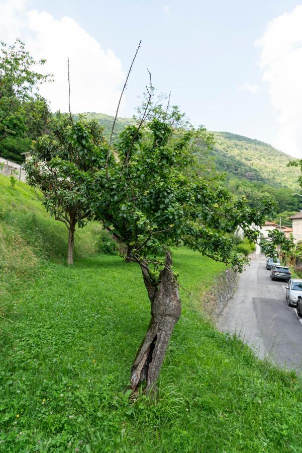 Lago Maggiore A 10 Minuti "Cascina Lavanda" Casalzuigno エクステリア 写真